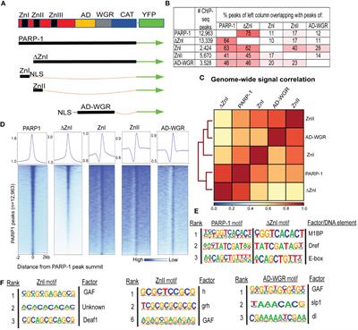 Cooperative targeting of PARP-1 domains to regulate metabolic and developmental genes